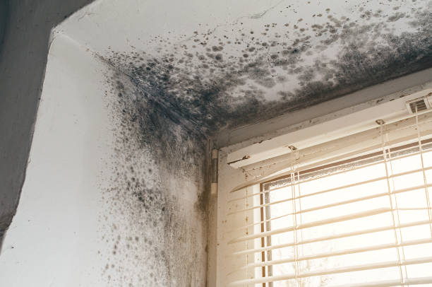Affordable Mold Cleanup solutions in Pikesville, MD